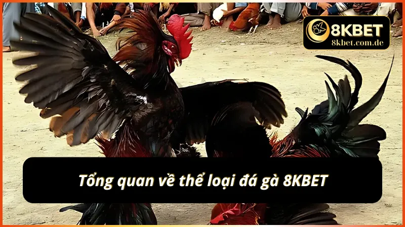 Khám phá cơ bản về hình thức đá gà 8KBET