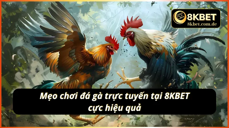 Mẹo áp dụng chơi đá gà cực hiệu quả tại 8KBET