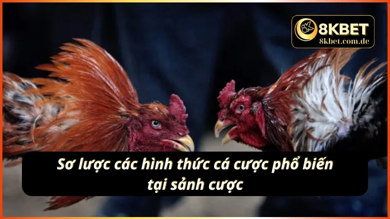 AOG đá gà cung cấp đa dạng các loại hình cá cược