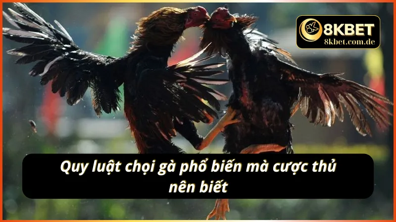 Luật chơi đá gà cho cược thủ mới nhập môn đá gà cựa dao