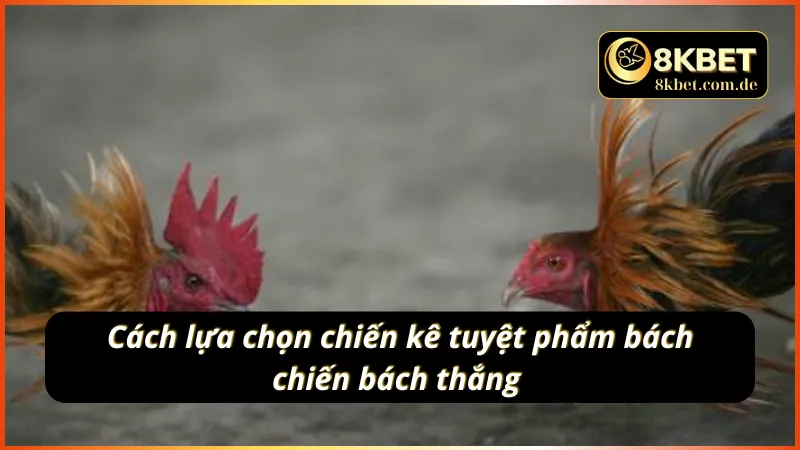 Những yếu tố giúp chọn lựa chiến kê trong đá gà cựa sắt chính xác nhất