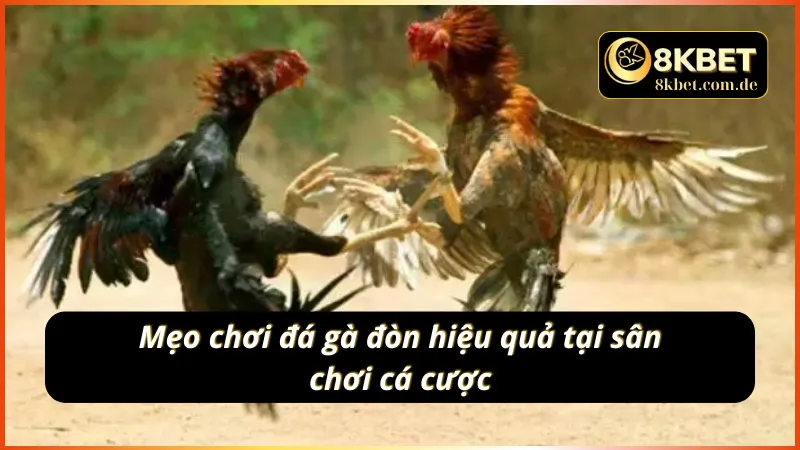 Tổng hợp một số mẹo chơi đá gà đòn hiệu quả nhất tại nhà cái