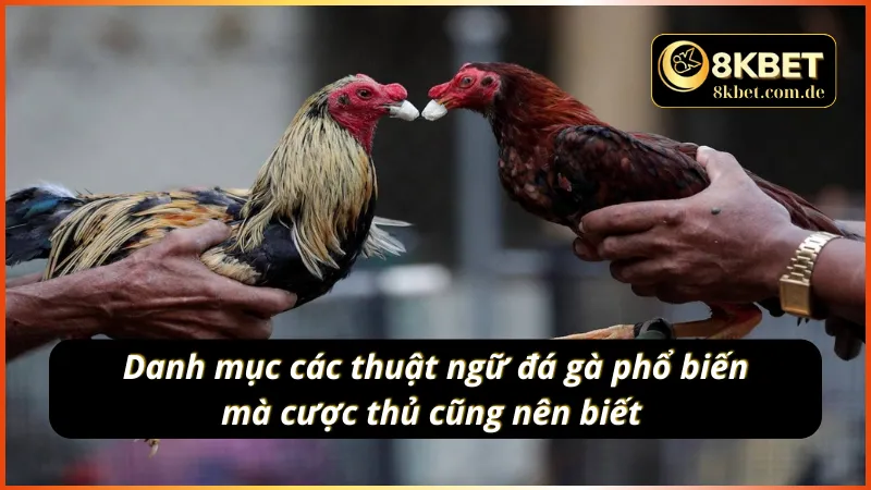 Các thuật ngữ đá gà 8KBET mà bet thủ cũng cần nắm