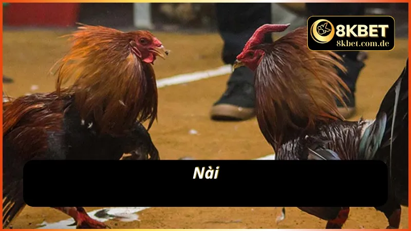 Nài - Thuật ngữ đá gà 8KBET