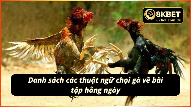 Các thuật ngữ đá gà 8KBET mô tả về các bài tập hằng ngày